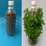 Com um truque simples usando garrafa PET, você pode cultivar hortelã o ano inteiro!