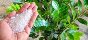 Solução Caseira para Crescimento de Plantas: Receita da Roça com o Toque da Minha Vó